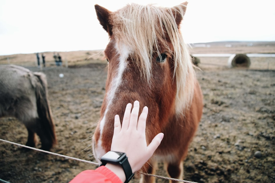 Mindfulness with Horses: A Unique Approach