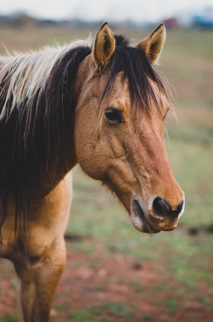 Connecting with Horses: A Soulful Journey