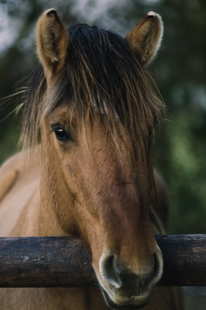 The Power of Equine-Assisted Learning